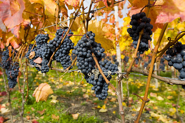 Wein
